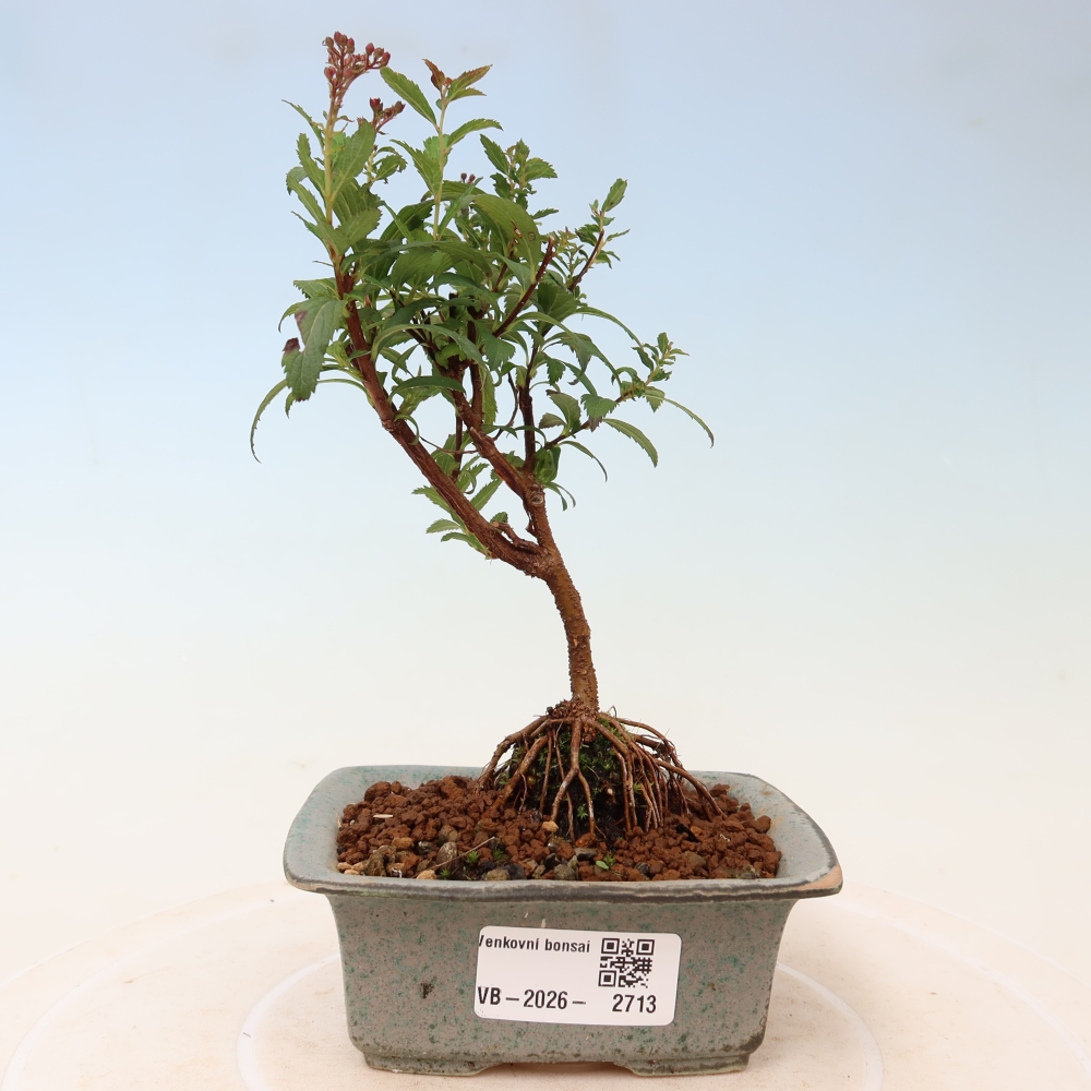 Venkovní bonsai - tavolník japonský - Spirea japonica Anthony Waterer