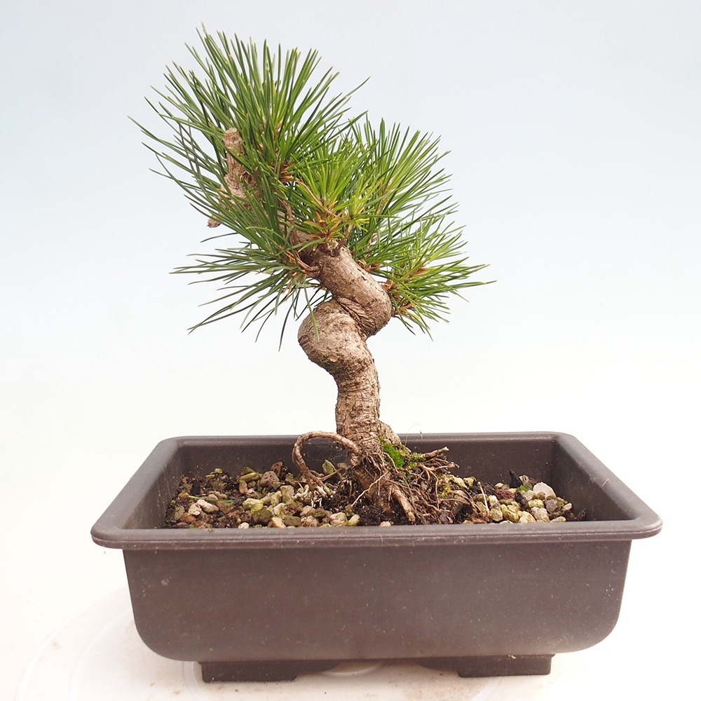 Venkovní bonsai - Pinus thunbergii - Borovice thunbergova