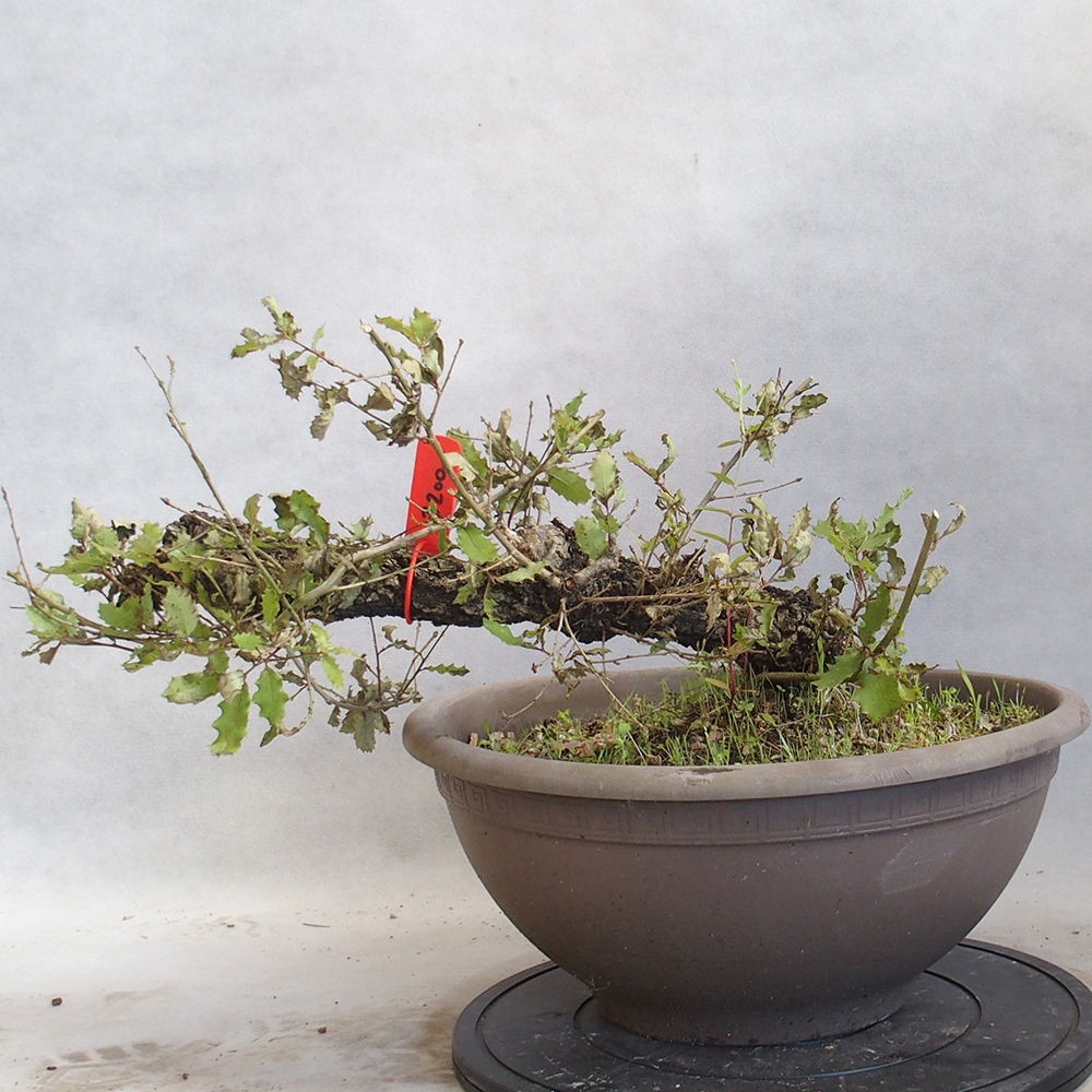 Venkovní bonsai Quercus Cerris - Dub Cer