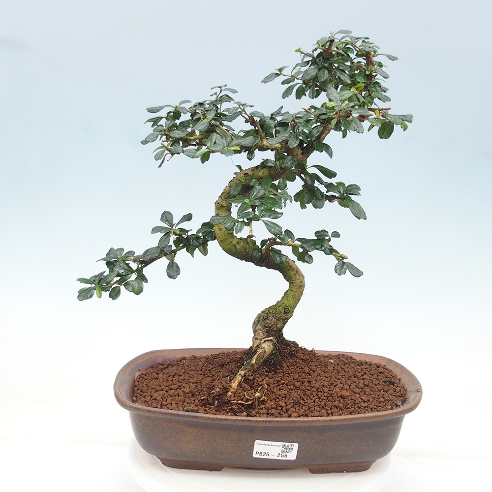 Pokojová bonsai - Carmona macrophylla - Čaj fuki