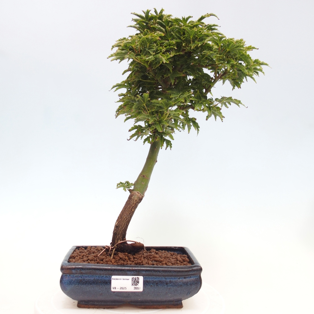 Venkovní bonsai -Javor dlanitolistý Acer palmatum Shishigashira