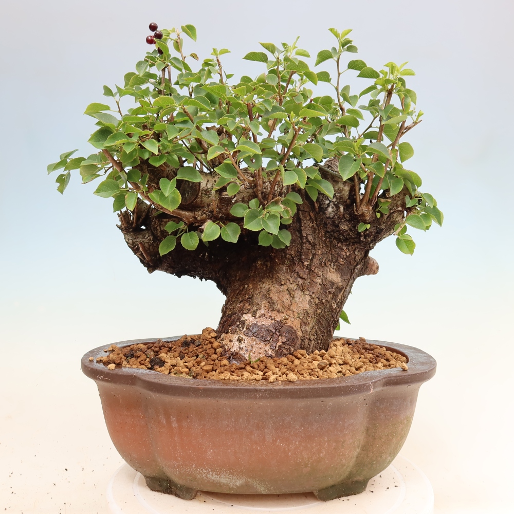 Venkovní bonsai - Mahalebka - Prunus mahaleb