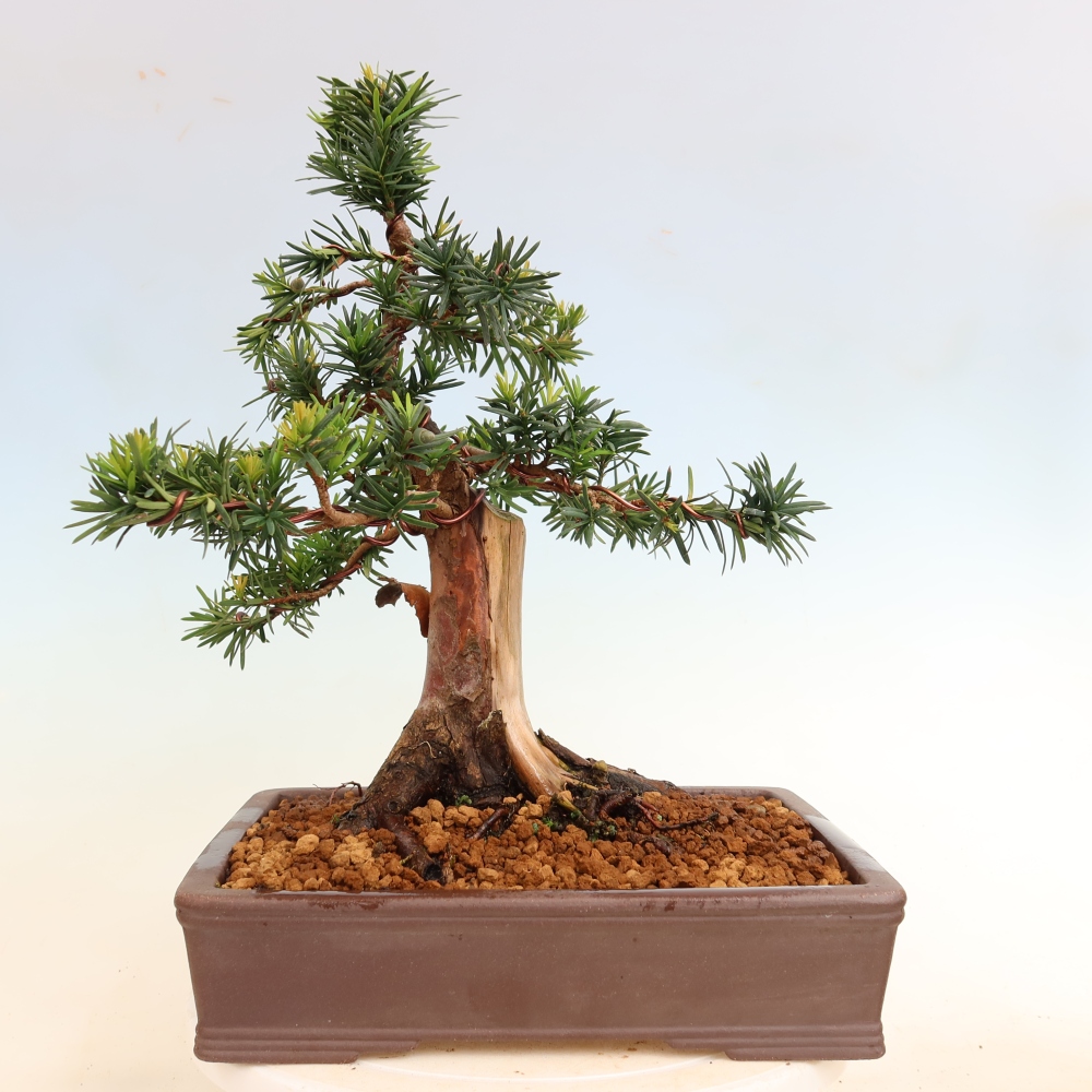 Venkovní bonsai - Taxus cuspidata  - Tis japonský