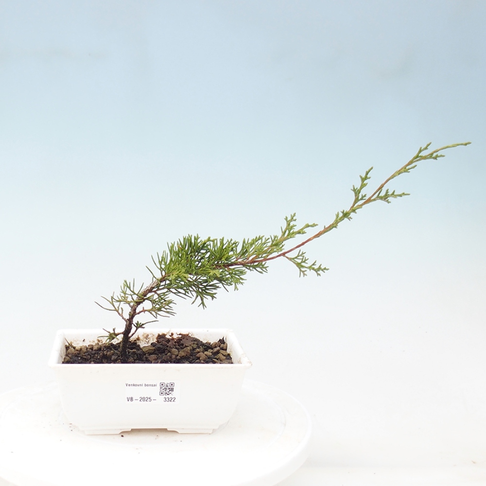 Venkovní bonsai - Juniperus chinensis Itoigawa -Jalovec čínský