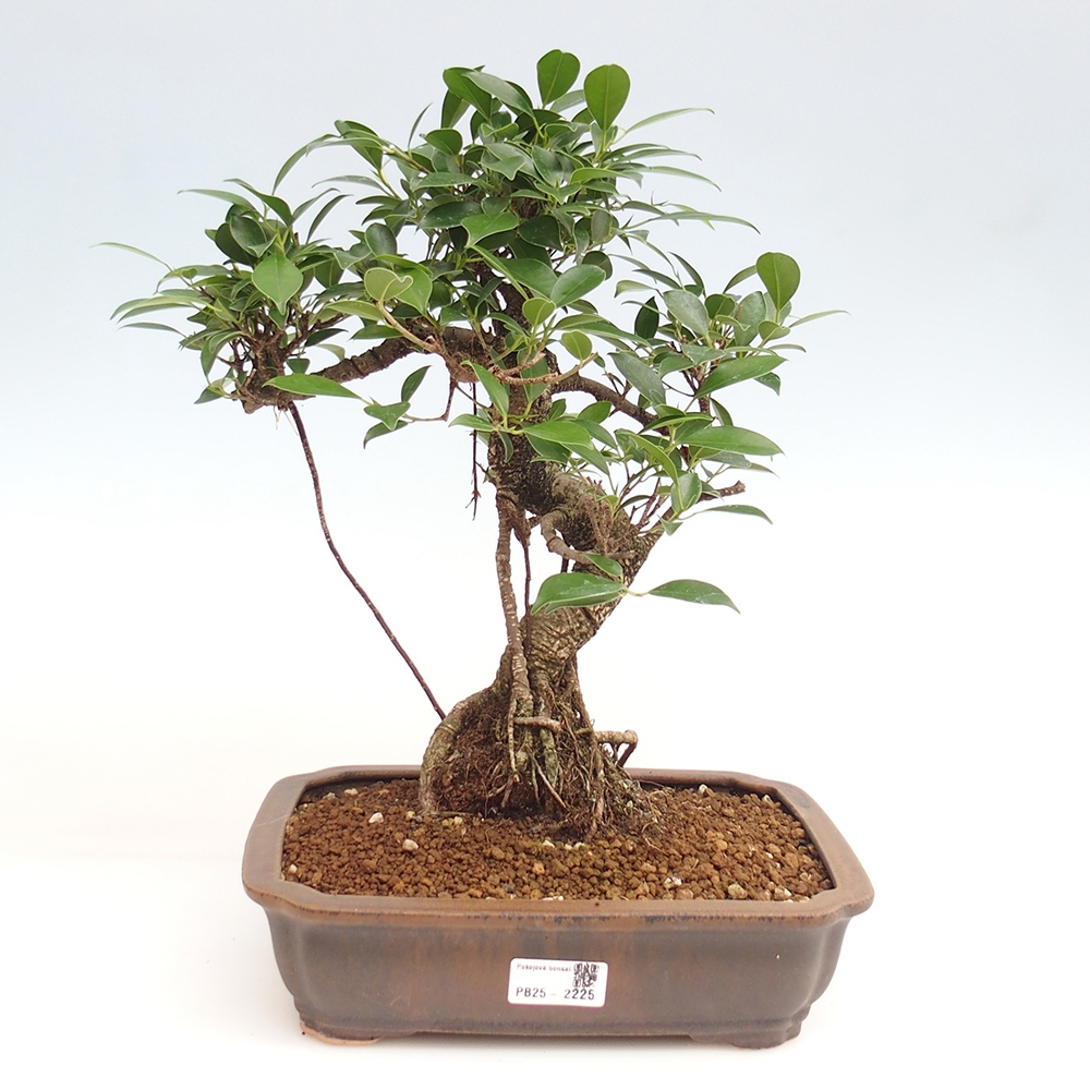 Pokojová bonsai - Ficus kimmen -  malolistý fíkus