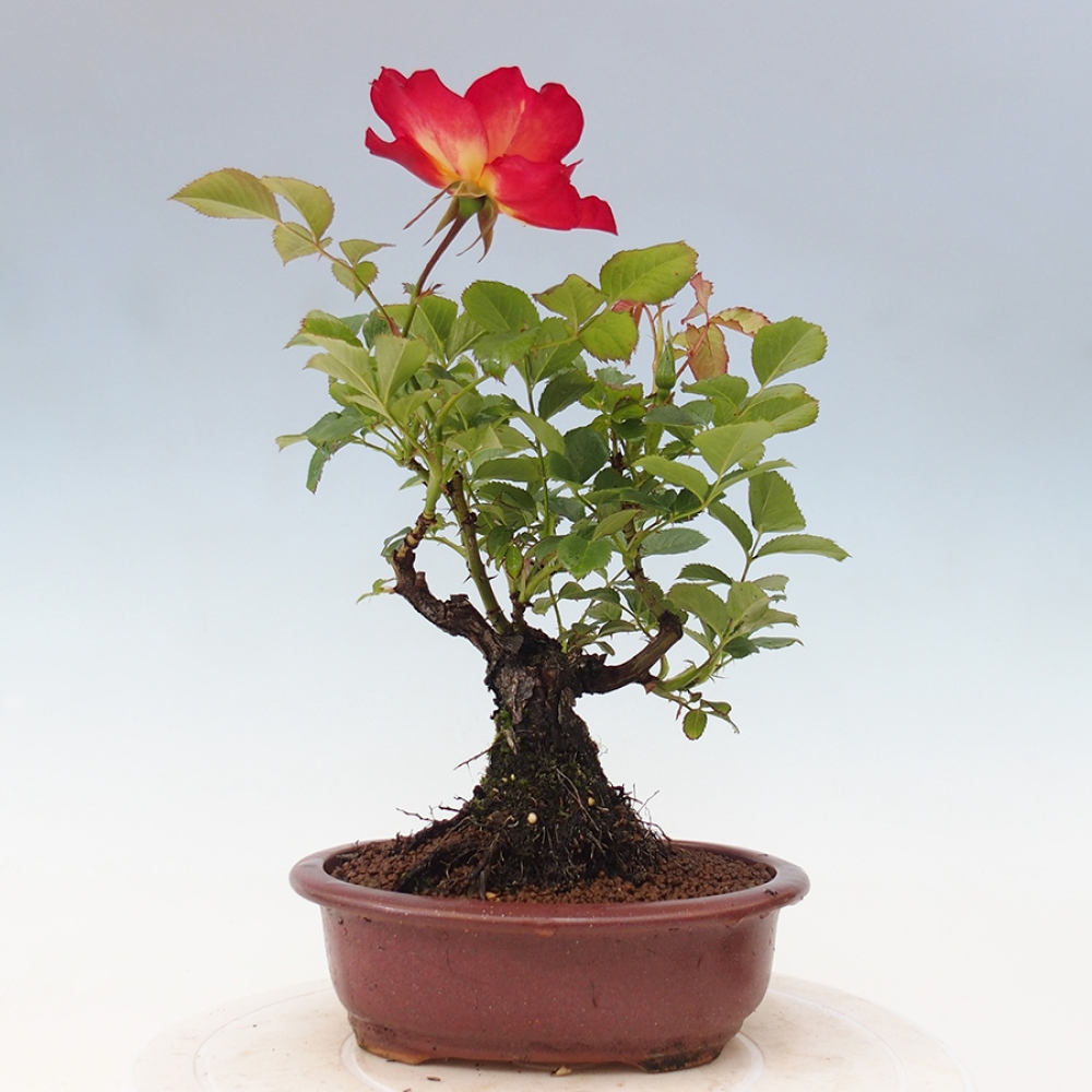 Venkovní bonsai - Rosa Kordes -  růže
