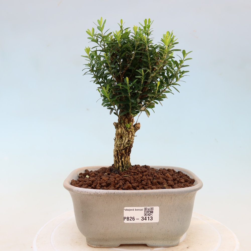 Pokojová bonsai - Buxus harlandii -korkový buxus
