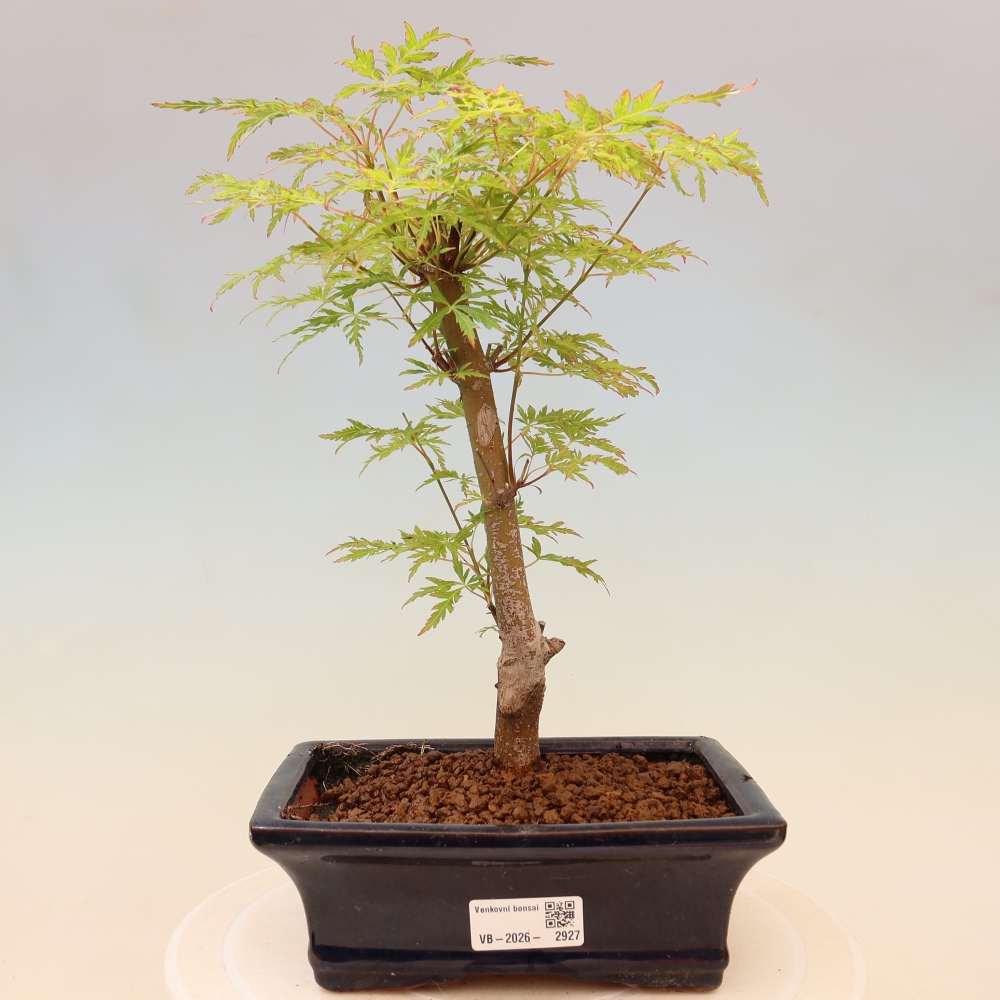Venkovní bonsai - Acer palmatum Dissectum - Javor dlanitolistý 