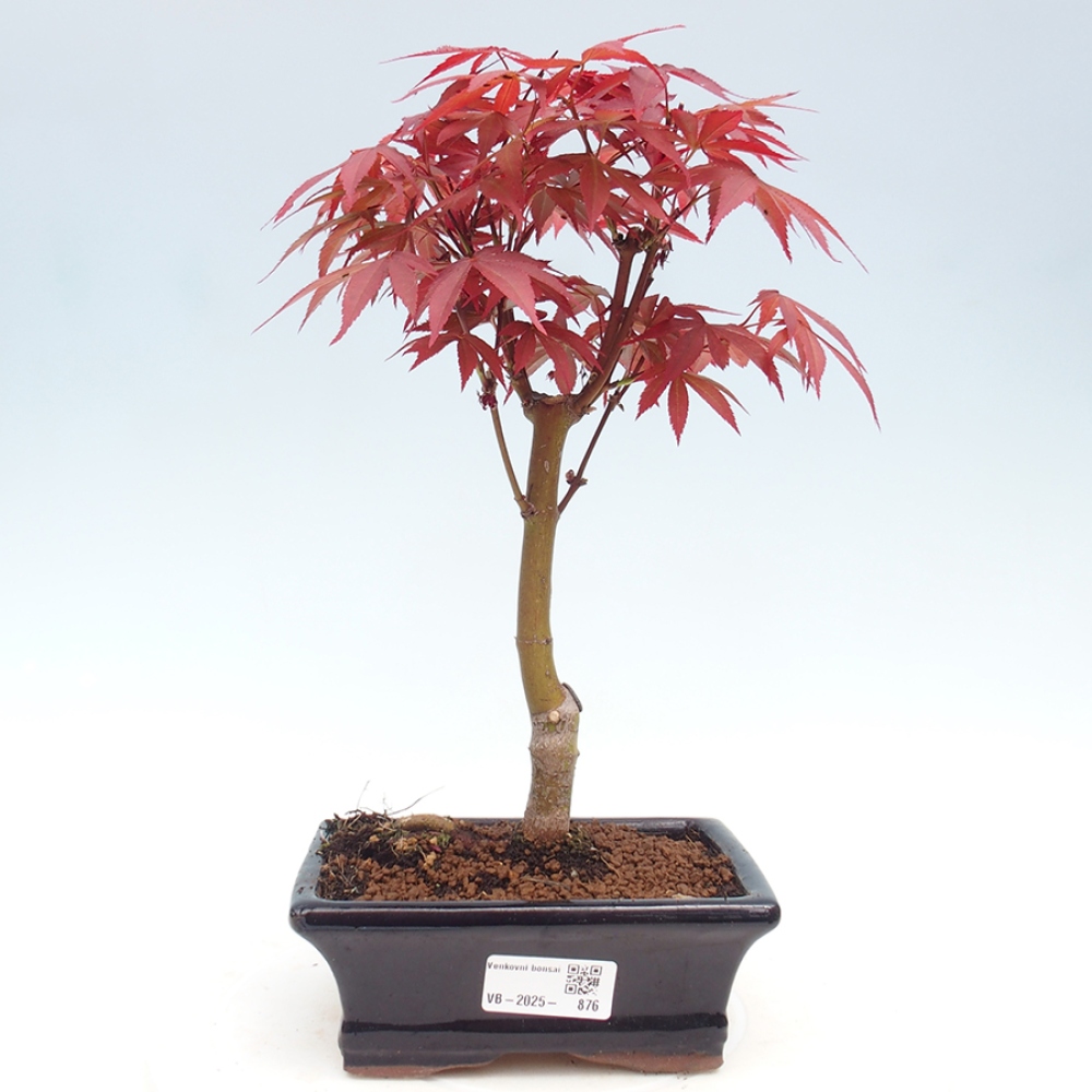 Venkovní bonsai - Acer palm. Atropurpureum-Javor dlanitolistý