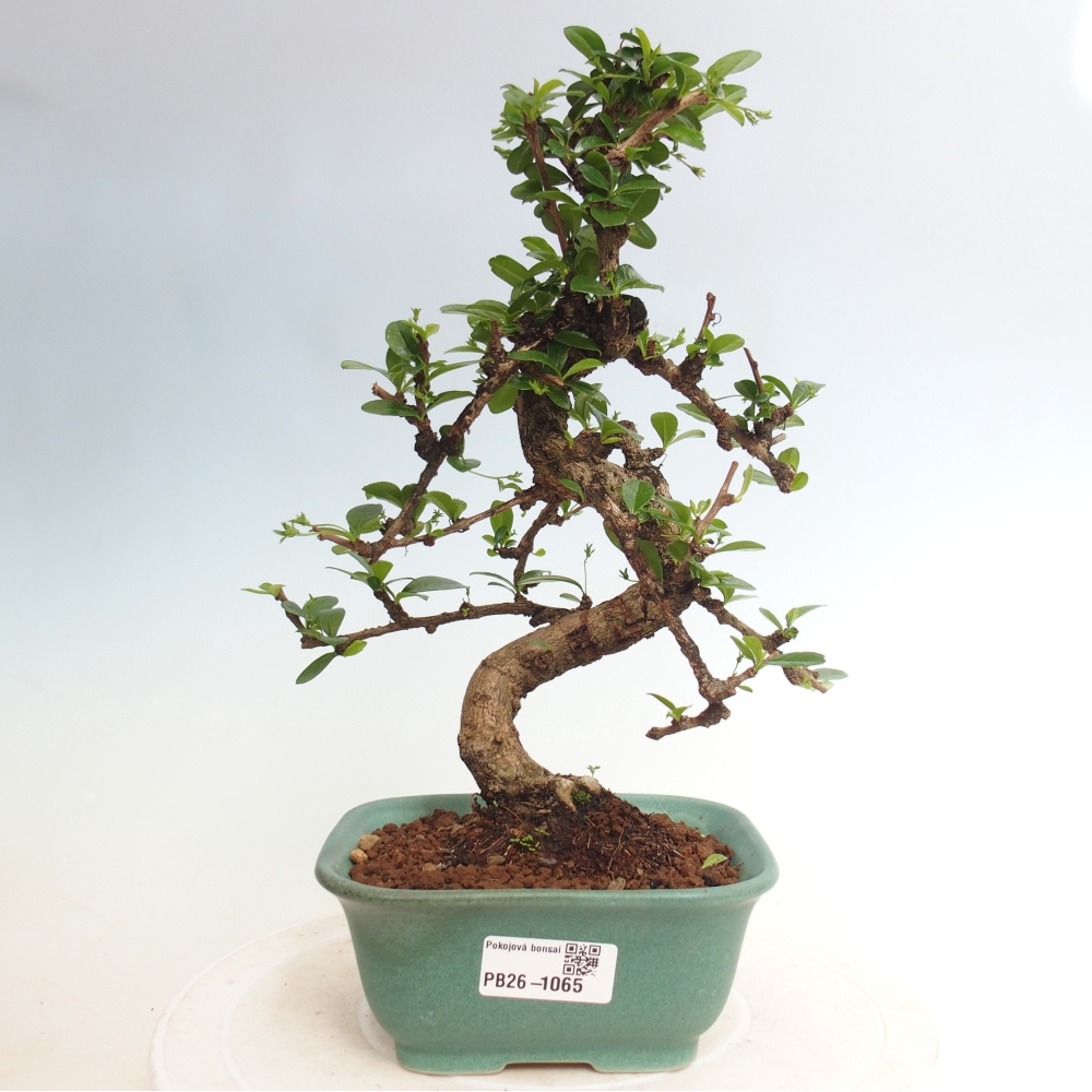 Pokojová bonsai - Carmona macrophylla - Čaj fuki