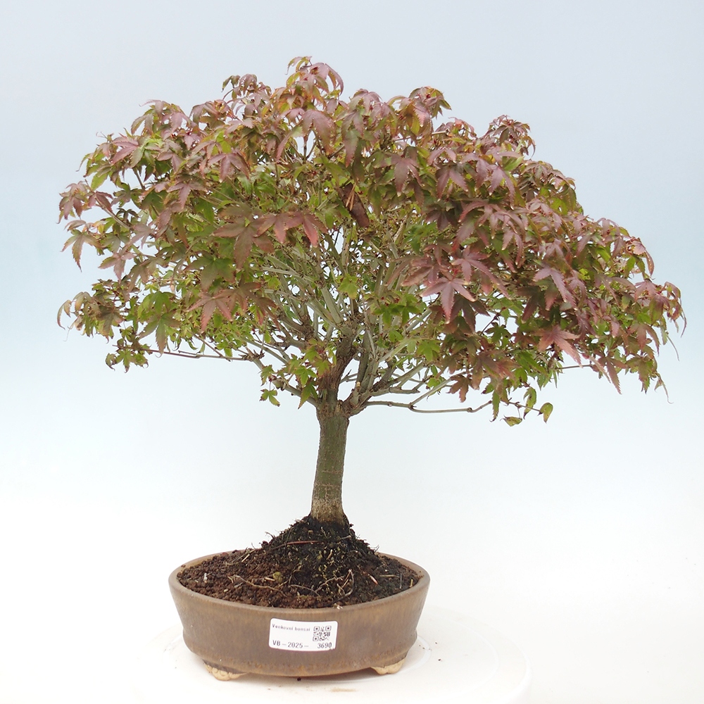 Acer palmatum KIOHIME - Javor dlanitolistý