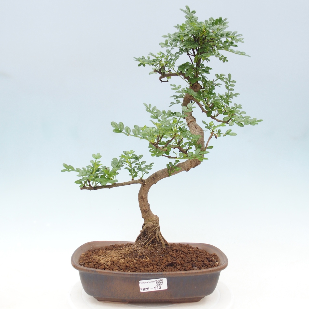 Pokojová bonsai - Zantoxylum piperitum - pepřovník