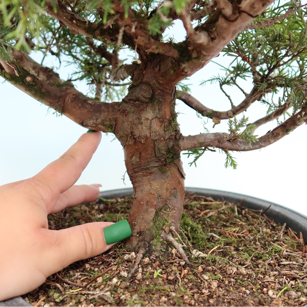 Venkovní bonsai - Juniperus chinensis Itoigawa-Jalovec čínský