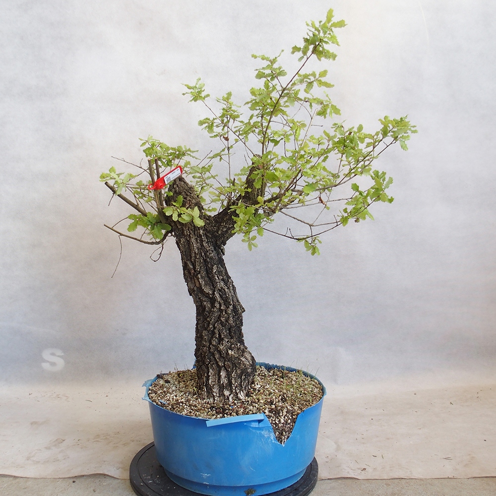 Venkovní bonsai Quercus Cerris - Dub Cer