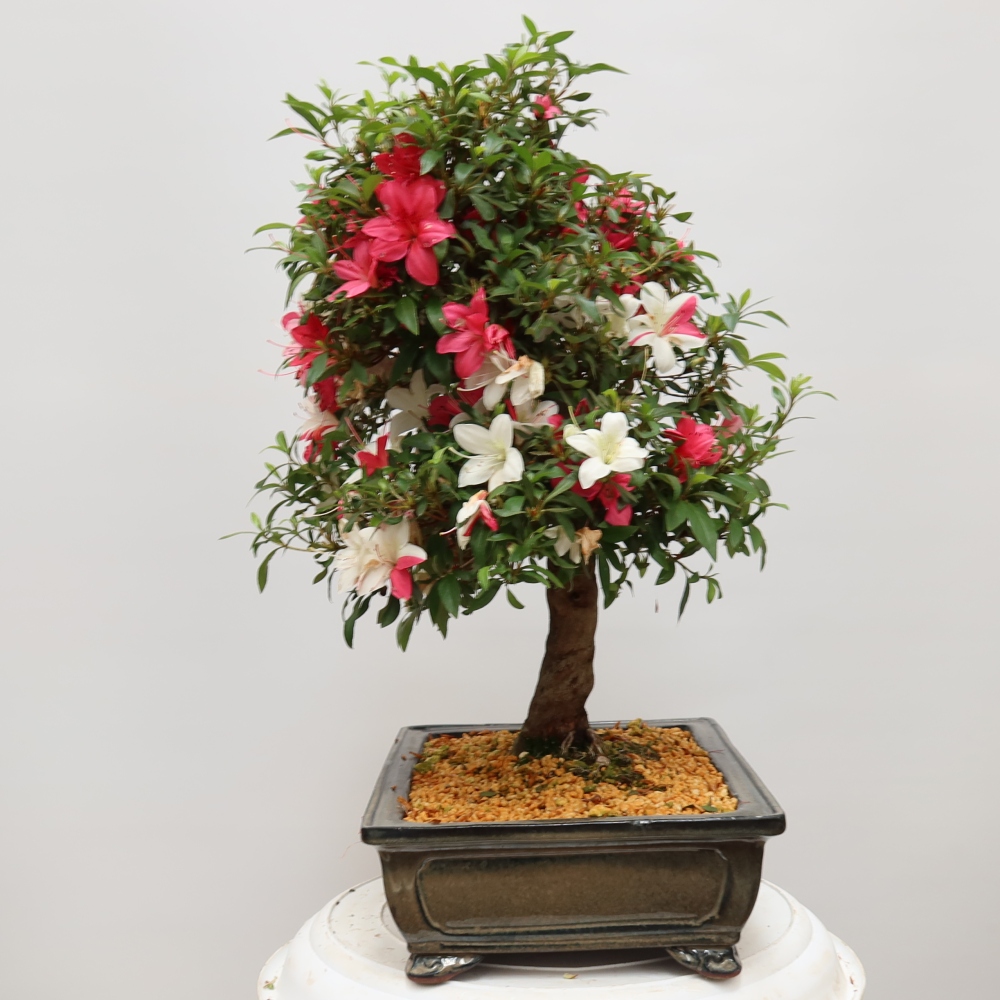 Venkovní bonsai - Japonská azalka - Azalea satsuki