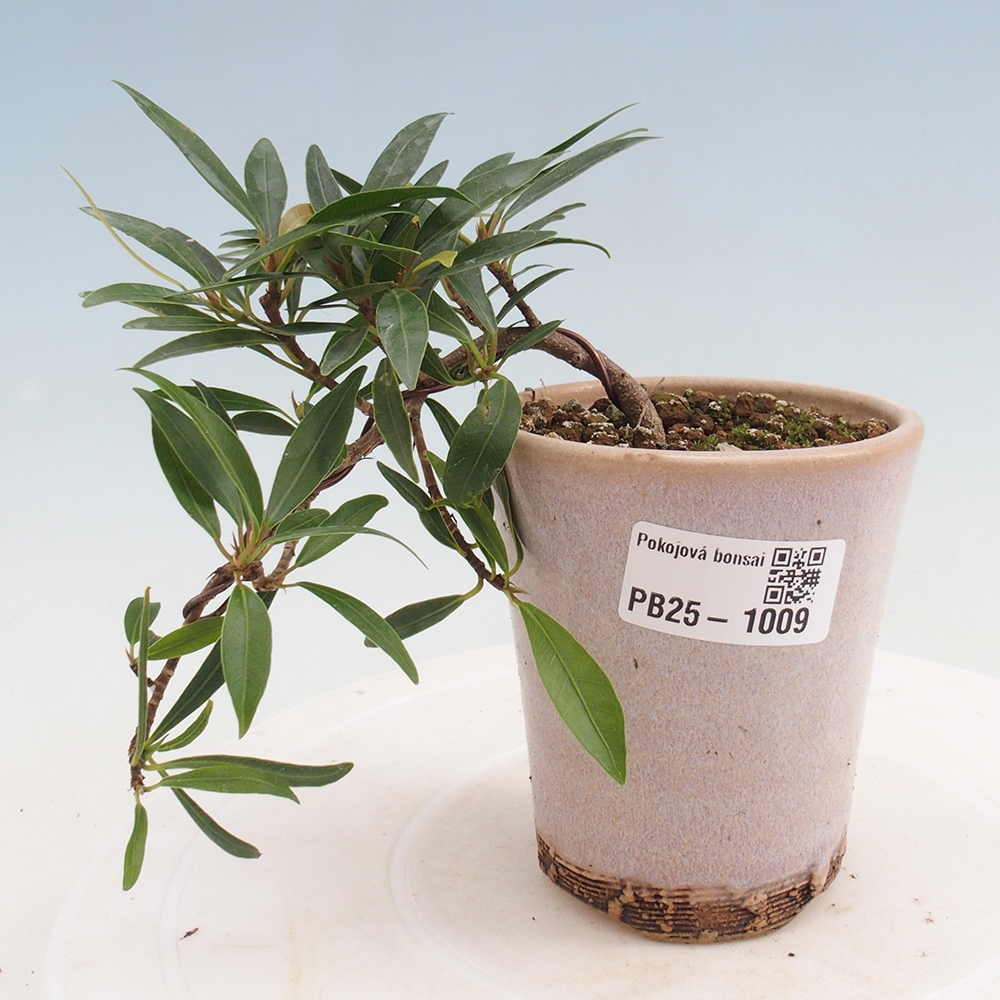 Pokojová bonsai - Ficus nerifolia -  malolistý fíkus