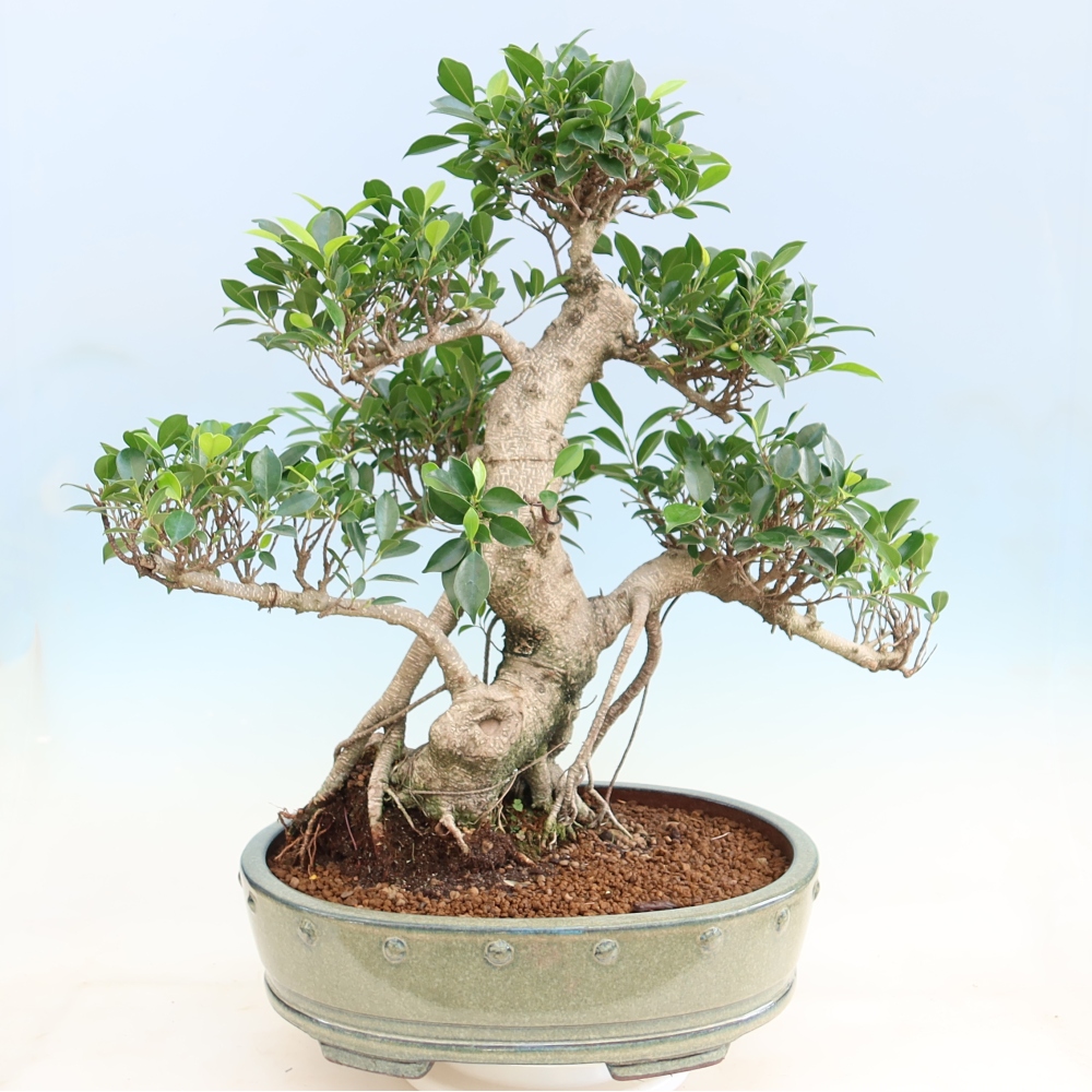 Pokojová bonsai - Ficus kimmen -  malolistý fíkus