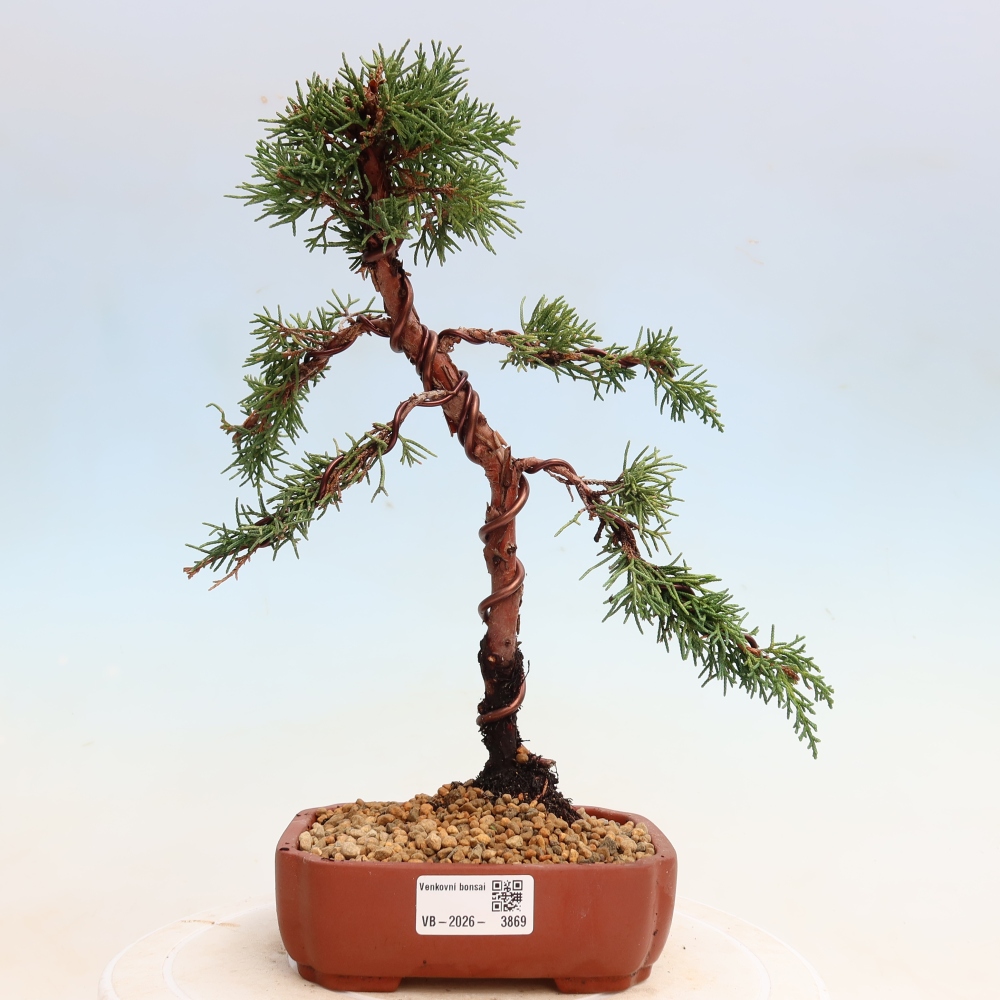 Venkovní bonsai - Juniperus chinensis Kishu -Jalovec čínský