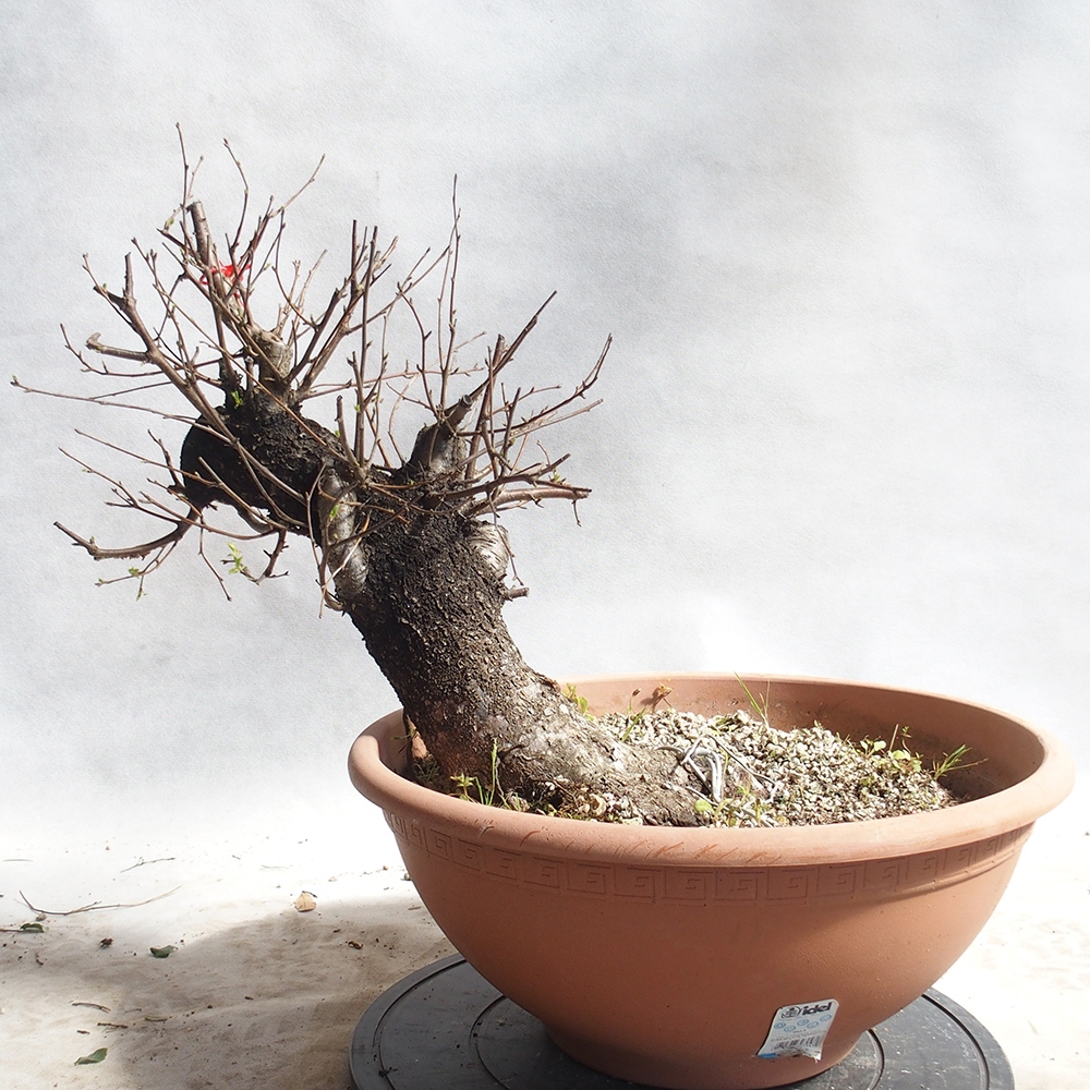 Venkovní bonsai -Mahalebka - Prunus mahaleb