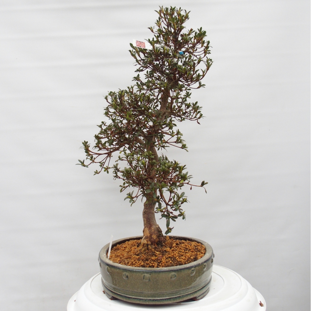 Venkovní bonsai - Japonská azalka - Azalea Akari