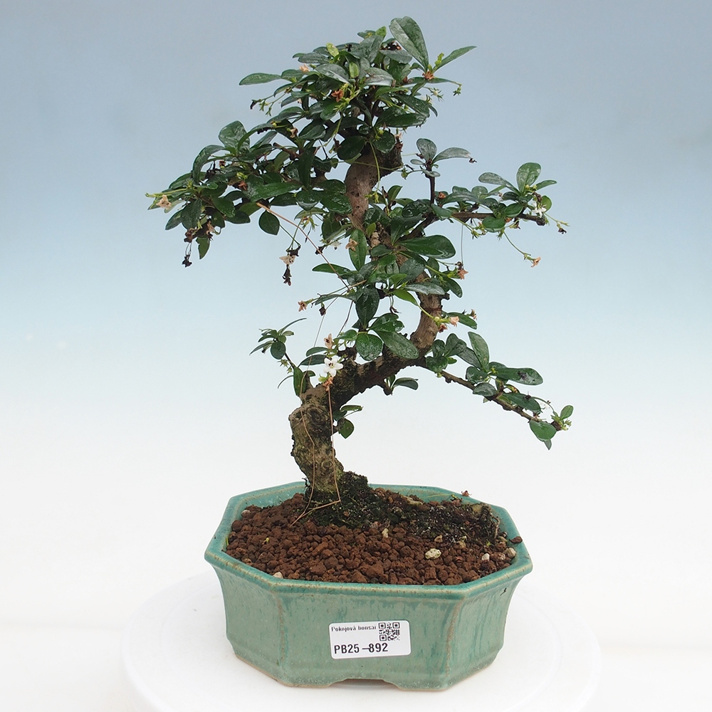 Pokojová bonsai - Carmona macrophylla - Čaj fuki