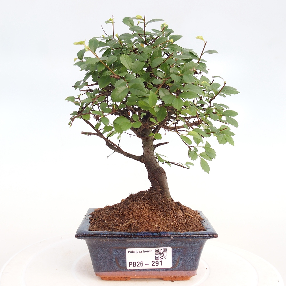 Pokojová bonsai - Ulmus parvifolia - Malolistý jilm