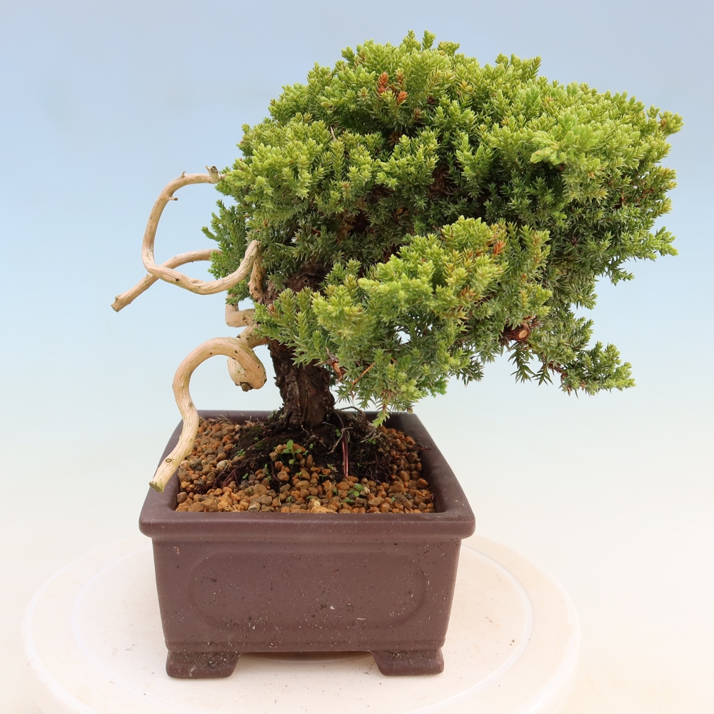 Venkovní bonsai - Juniperus procumbens - Jalovec polehavý