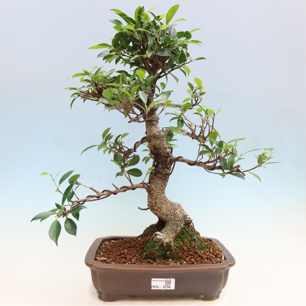 Pokojová bonsai - Ficus kimmen -  malolistý fíkus