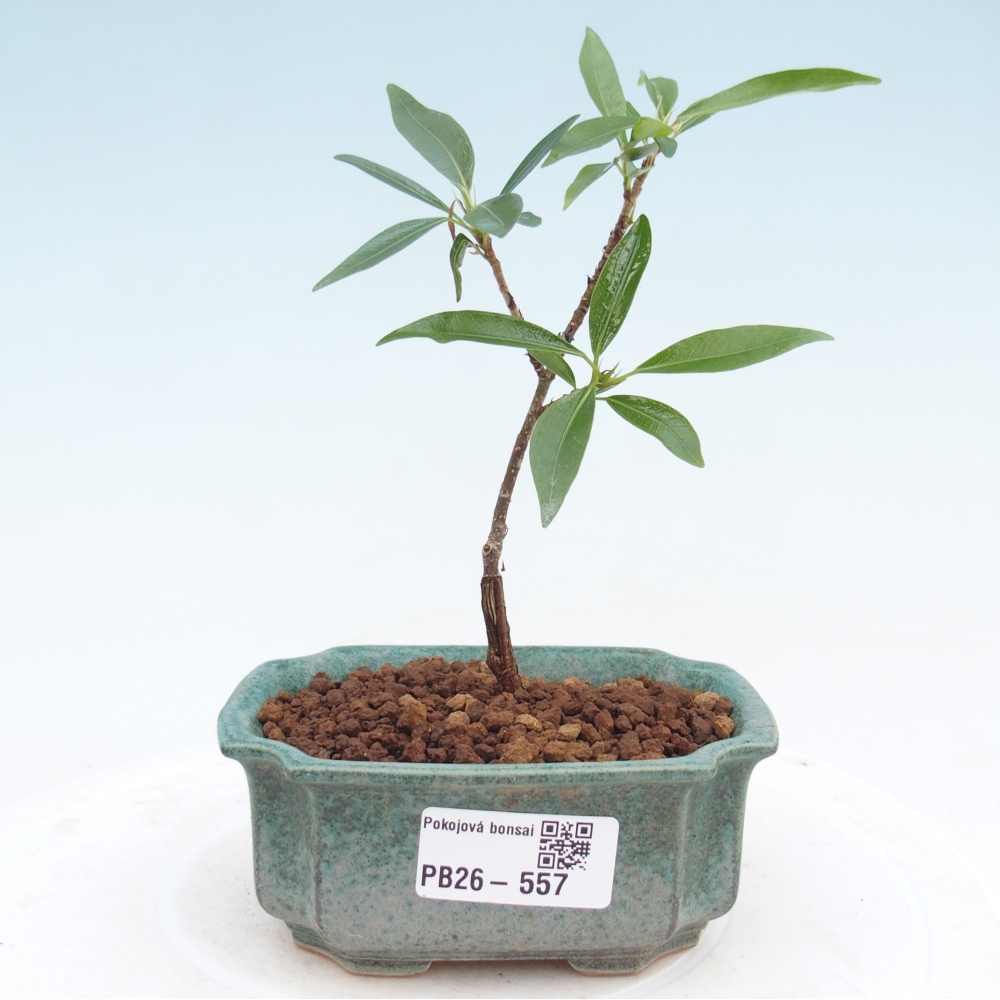 Pokojová bonsai - Ficus nerifolia -  malolistý fíkus