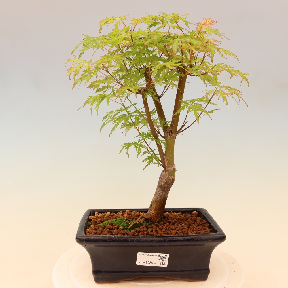 Venkovní bonsai - Acer palmatum Dissectum - Javor dlanitolistý 