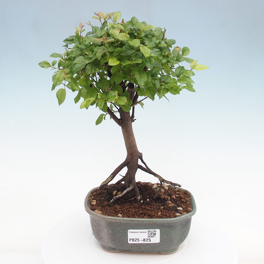Pokojová bonsai - Sagerécie thea - Sagerécie thea