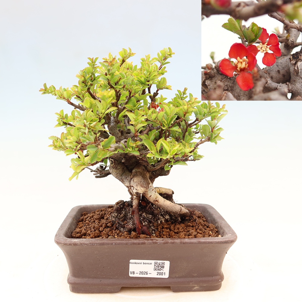 Venkovní  bonsai -  Chaneomeles speciosa Chojubai - Kdoulovec ozdobný