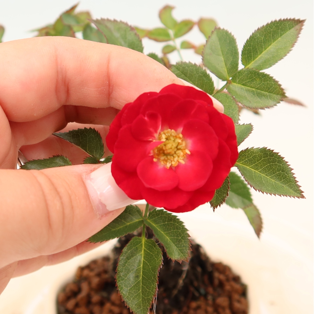 Venkovní bonsai - Rosa Kordes -  růže