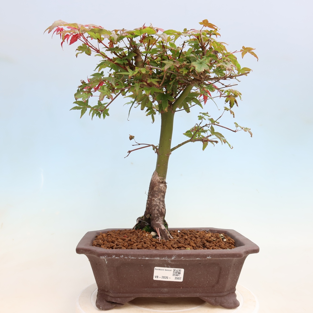 Venkovní bonsai - Javor dlanitolistý - Acer palmatum DESHOJO