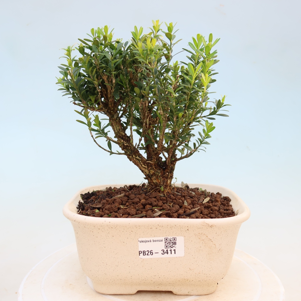 Pokojová bonsai - Buxus harlandii -korkový buxus