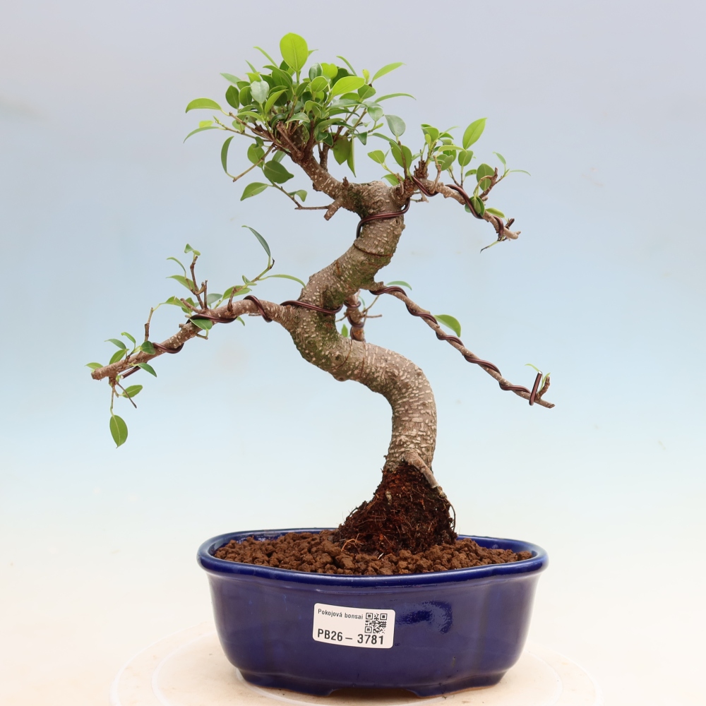 Pokojová bonsai - Ficus kimmen -  malolistý fíkus