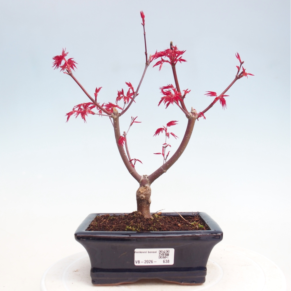Venkovní bonsai - Javor dlanitolistý - Acer palmatum DESHOJO