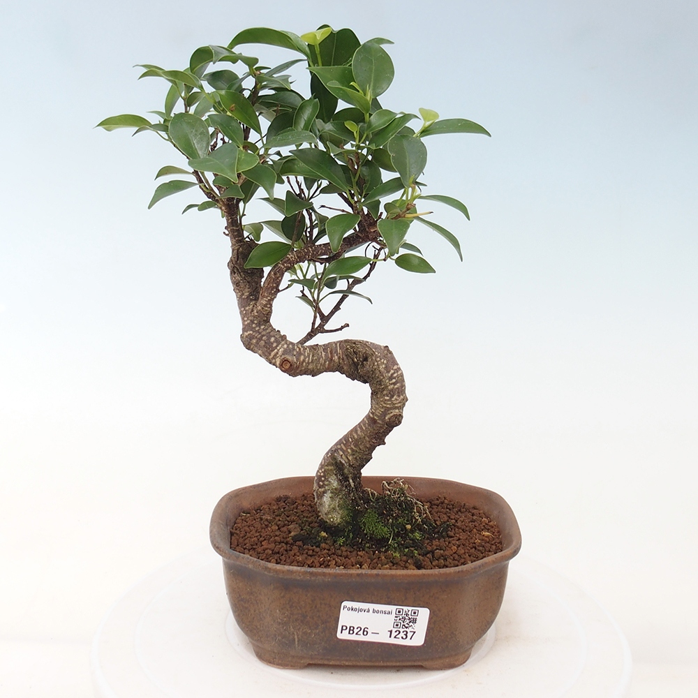 Pokojová bonsai - Ficus retusa -  malolistý fíkus