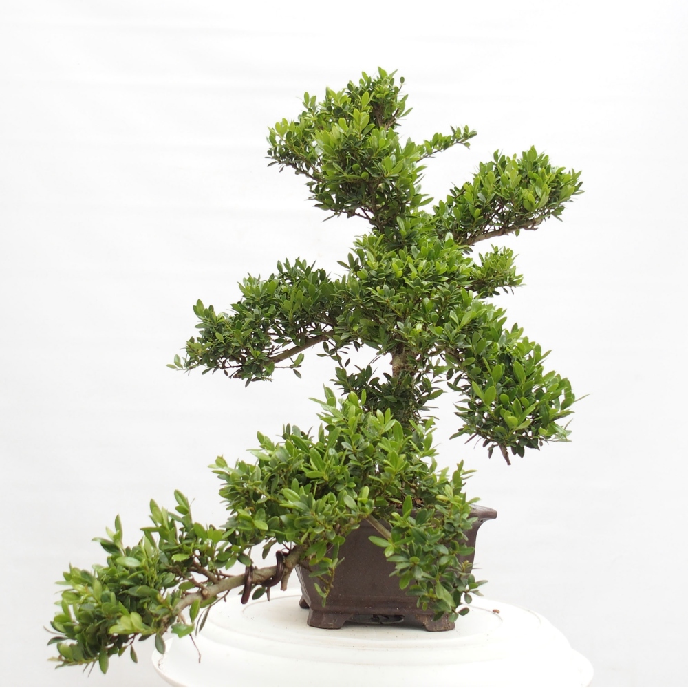 Pokojová bonsai - Ilex crenata - Cesmína