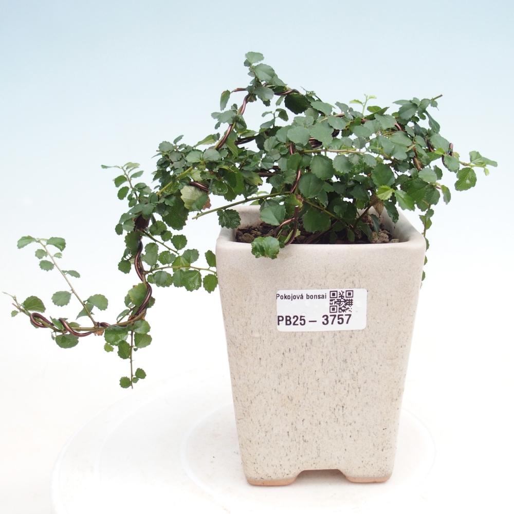 Pokojová bonsai - Grewia sp. - Grewie malolistá