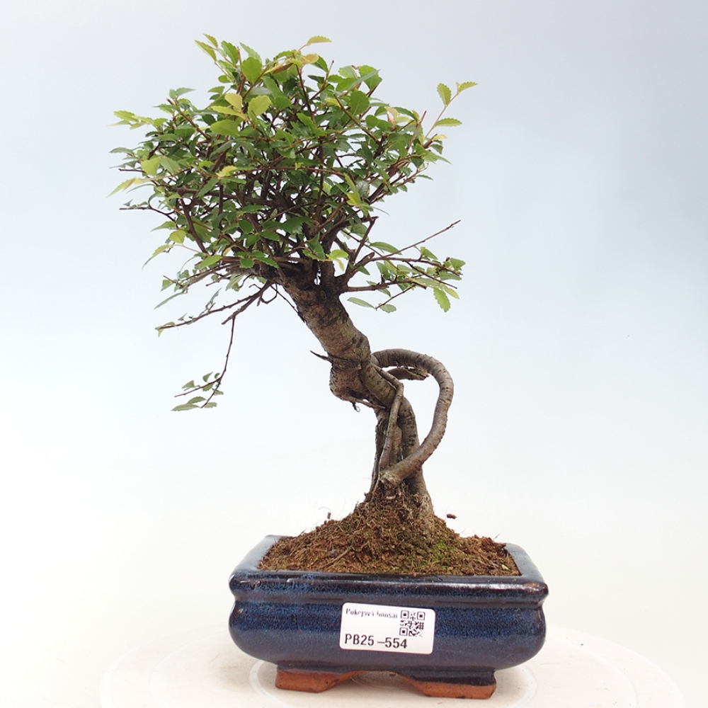 Pokojová bonsai - Ulmus parvifolia - Malolistý jilm