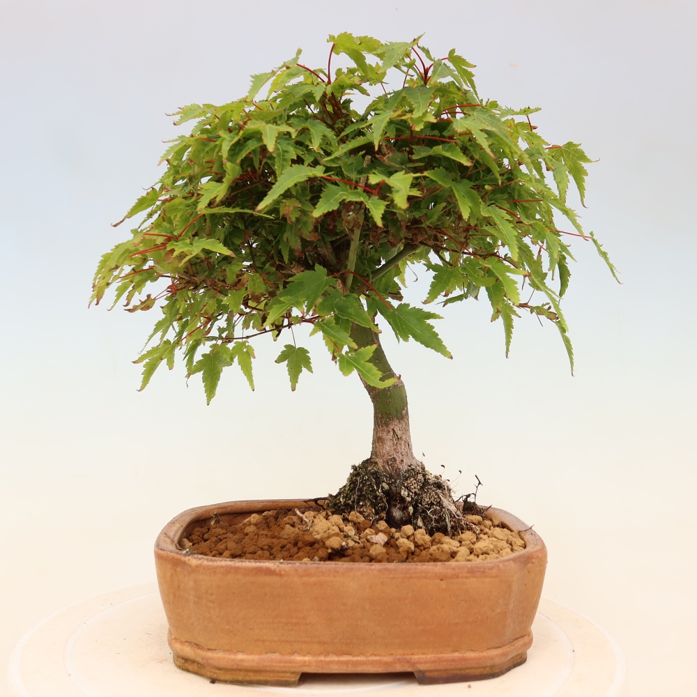 Acer palmatum KIOHIME - Javor dlanitolistý