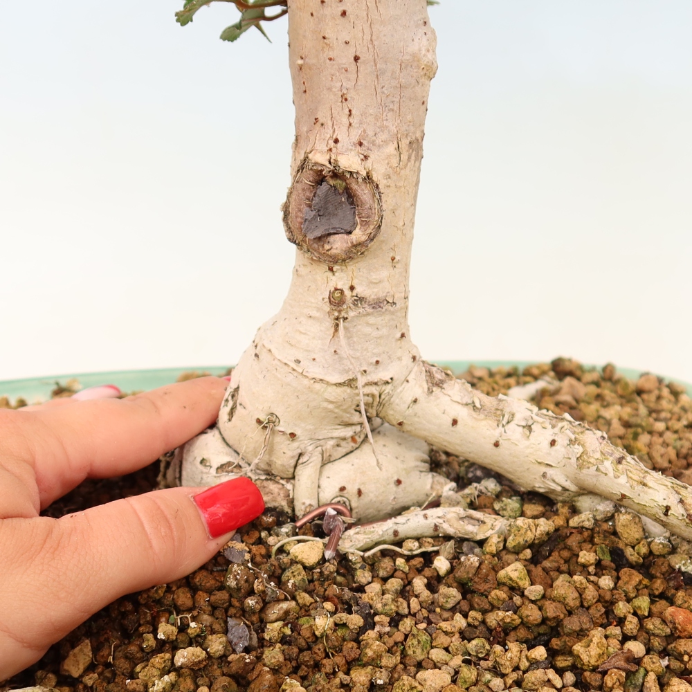 Pokojová bonsai - Hibiscus tiliaceus - Ibišek lípovitý, morský