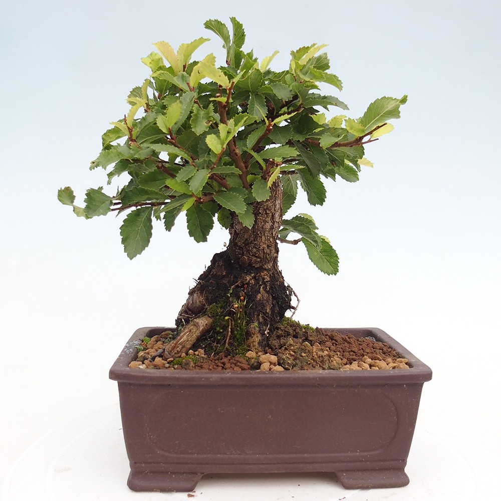 Venkovní bonsai - Zelkova - Zelkova NIRE