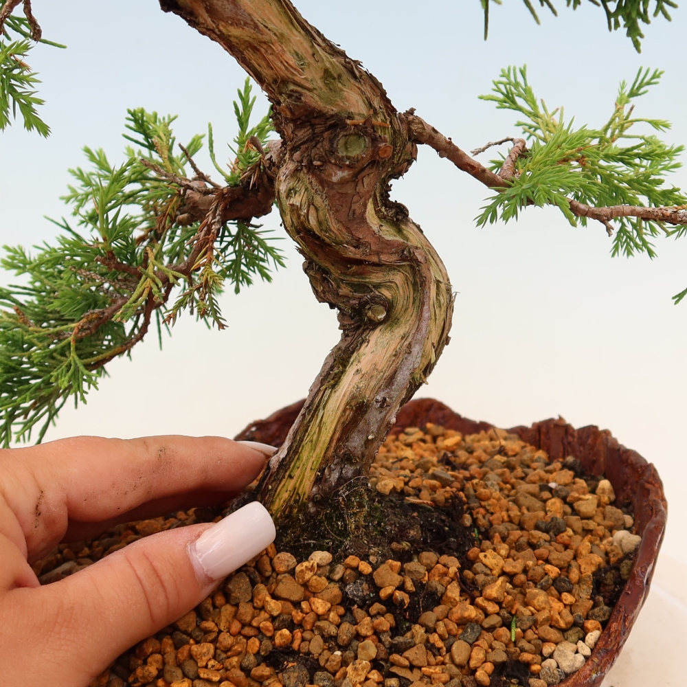Venkovní bonsai - Juniperus chinensis Itoigawa -Jalovec čínský