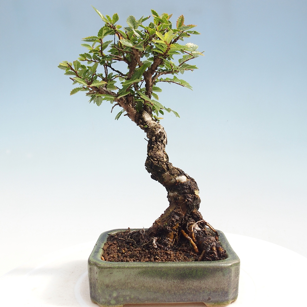 Venkovní bonsai - Zelkova - Zelkova NIRE