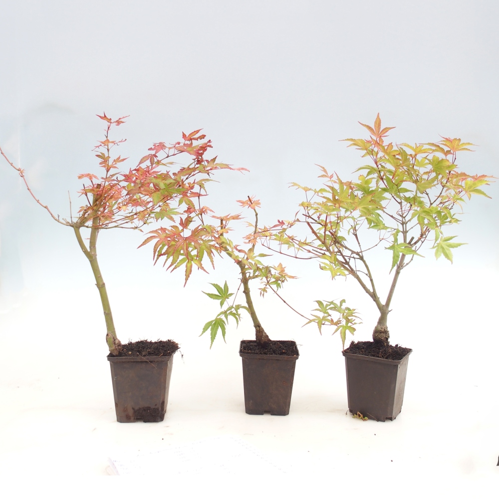 Venkovní bonsai -Javor dlanitolistý  - Acer palmatum Beni Tsukasa v kontejneru