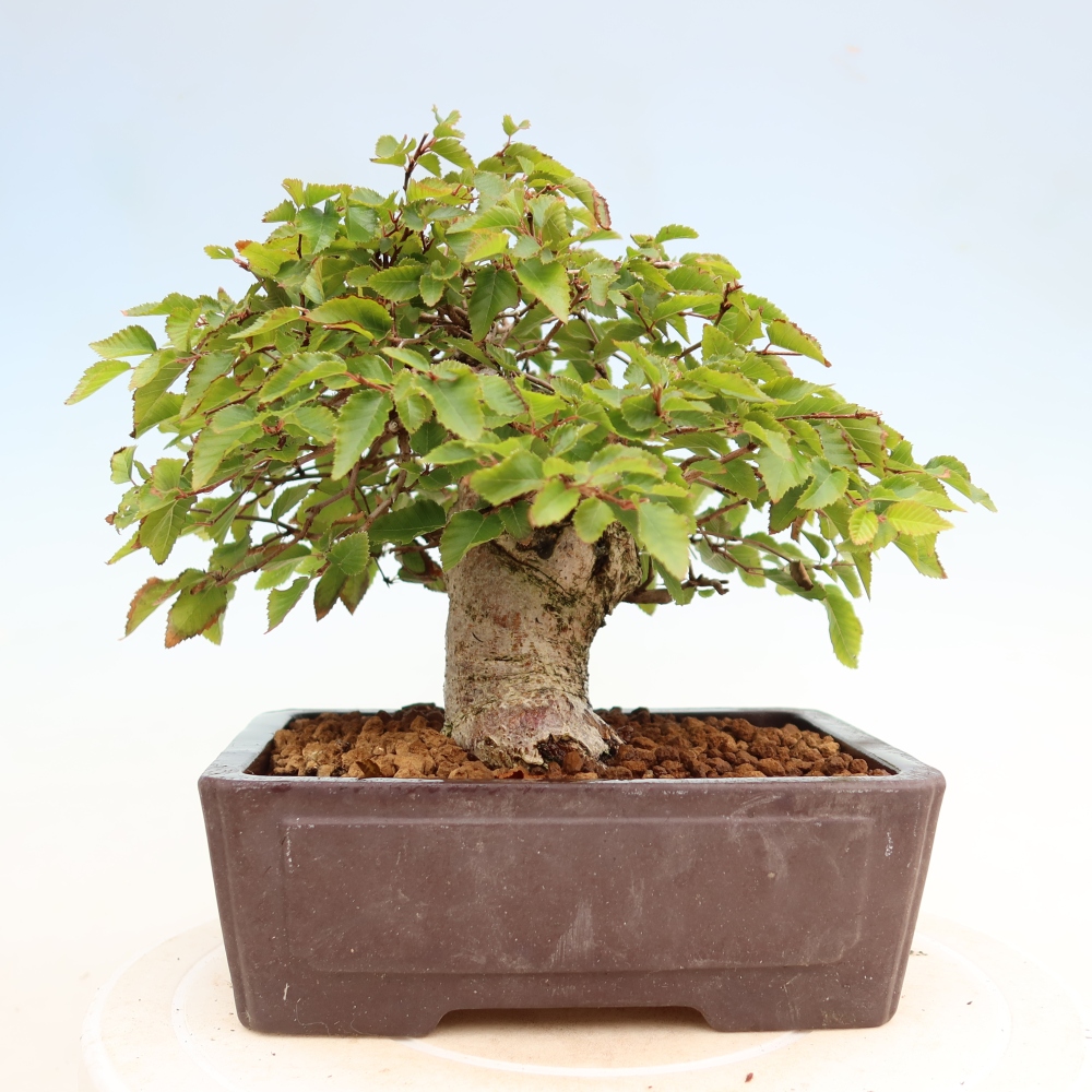 Venkovní bonsai -Carpinus Coreana - Habr korejský
