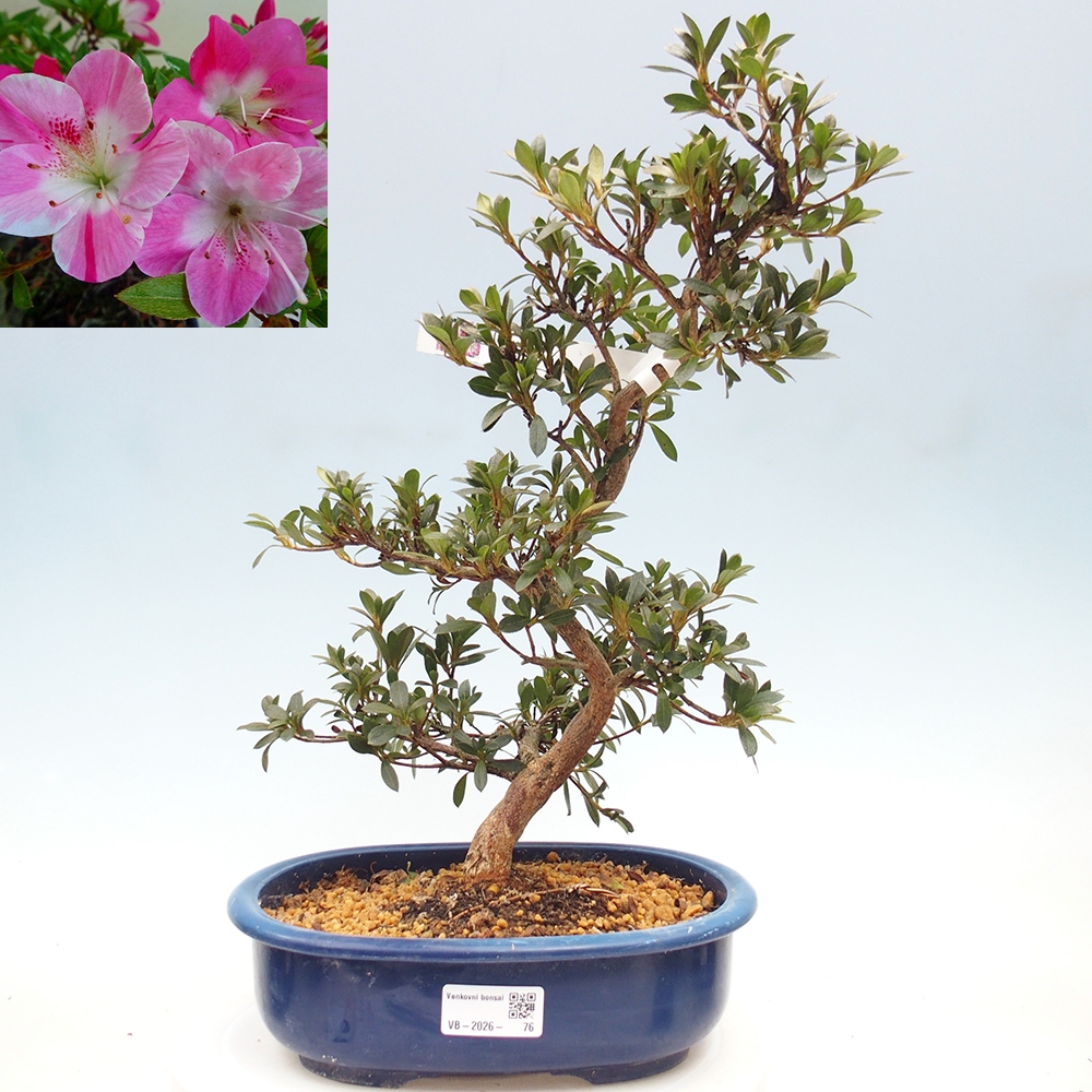 Venkovní bonsai - Japonská azalka - Azalea Reiko
