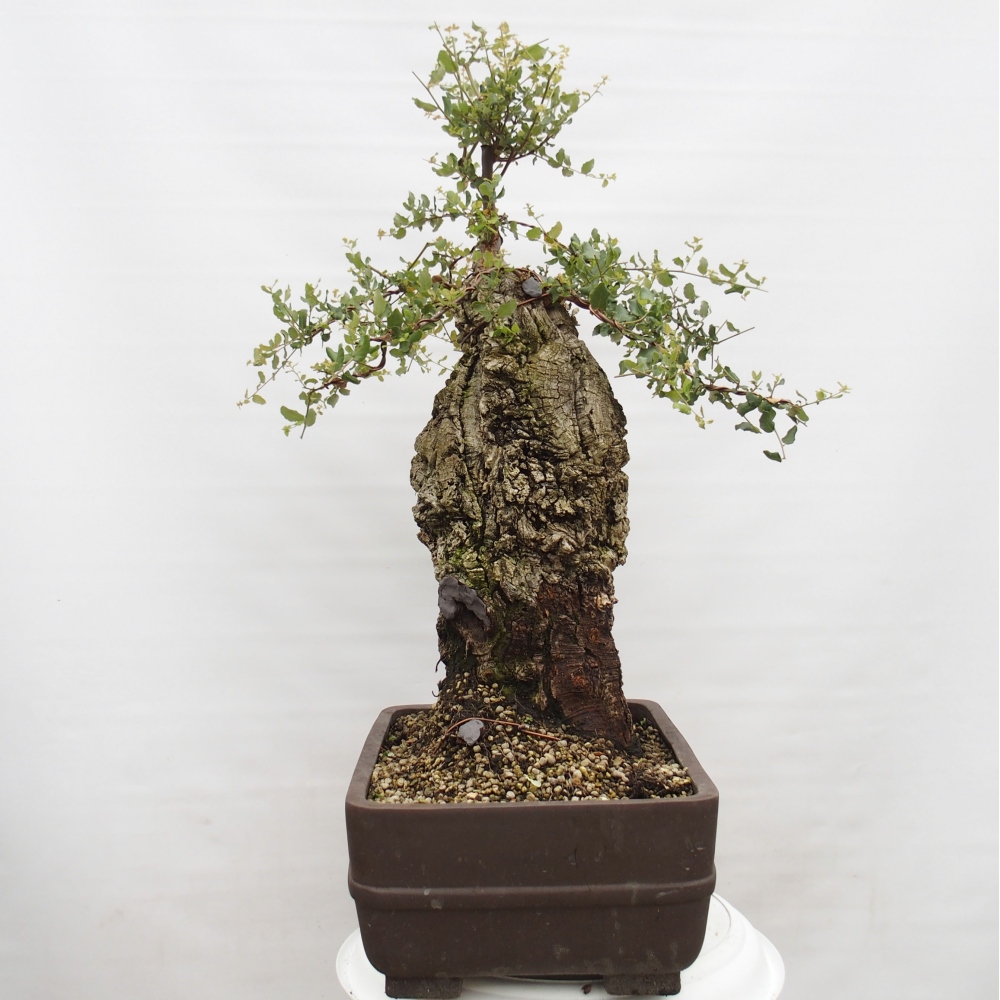 venkovní bonsai Quercus suber - Korkový dub